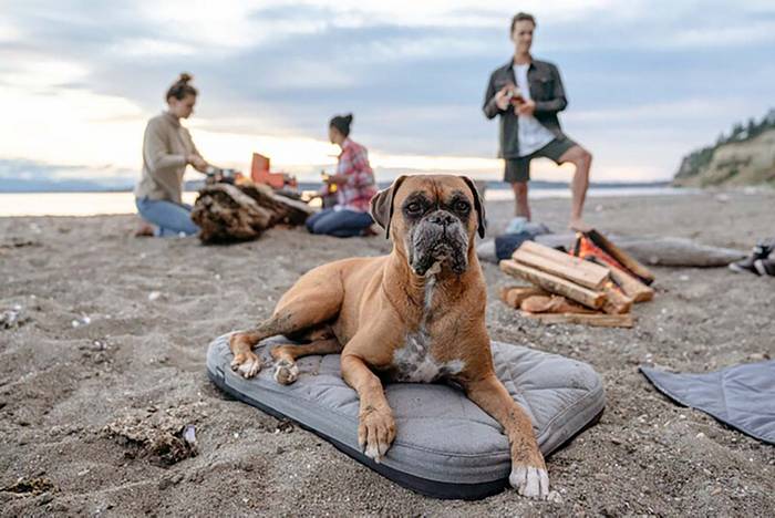 Yeti Trailhead Dog Bed Review