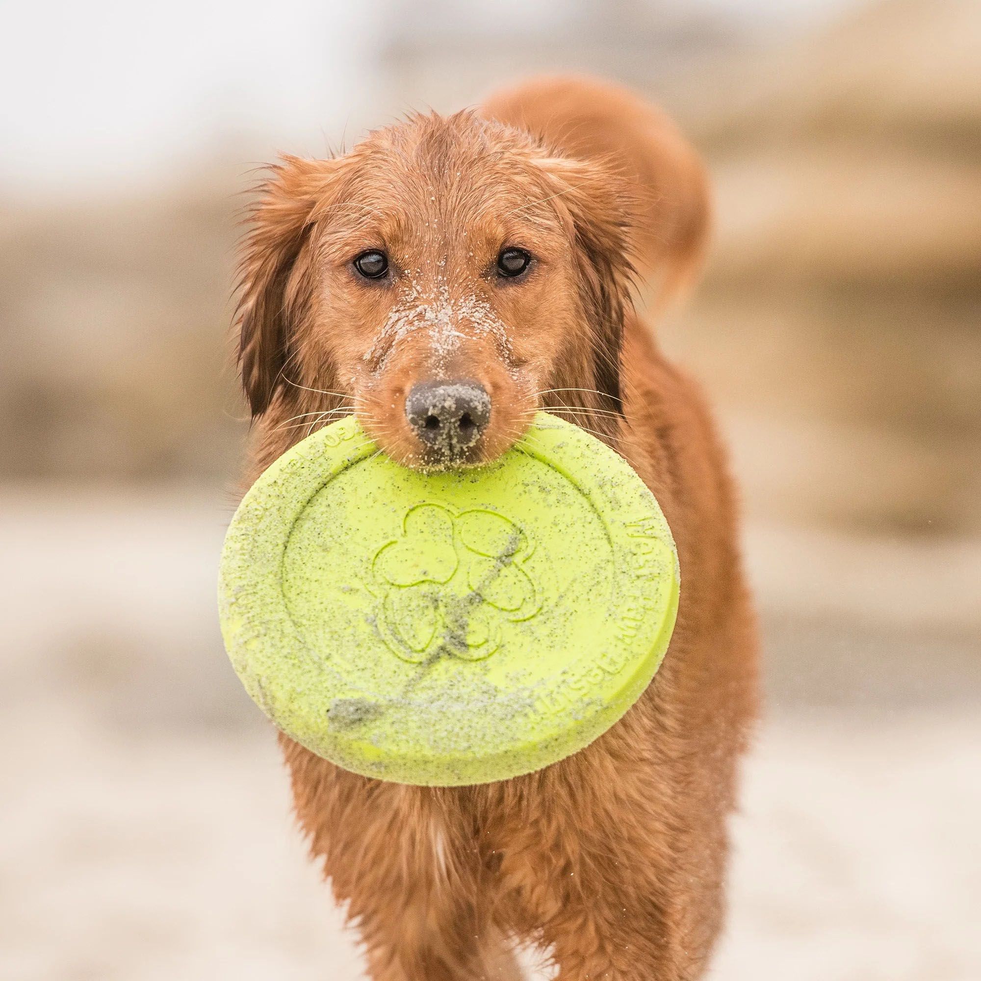 West Paw Zisc Dog Toy product image