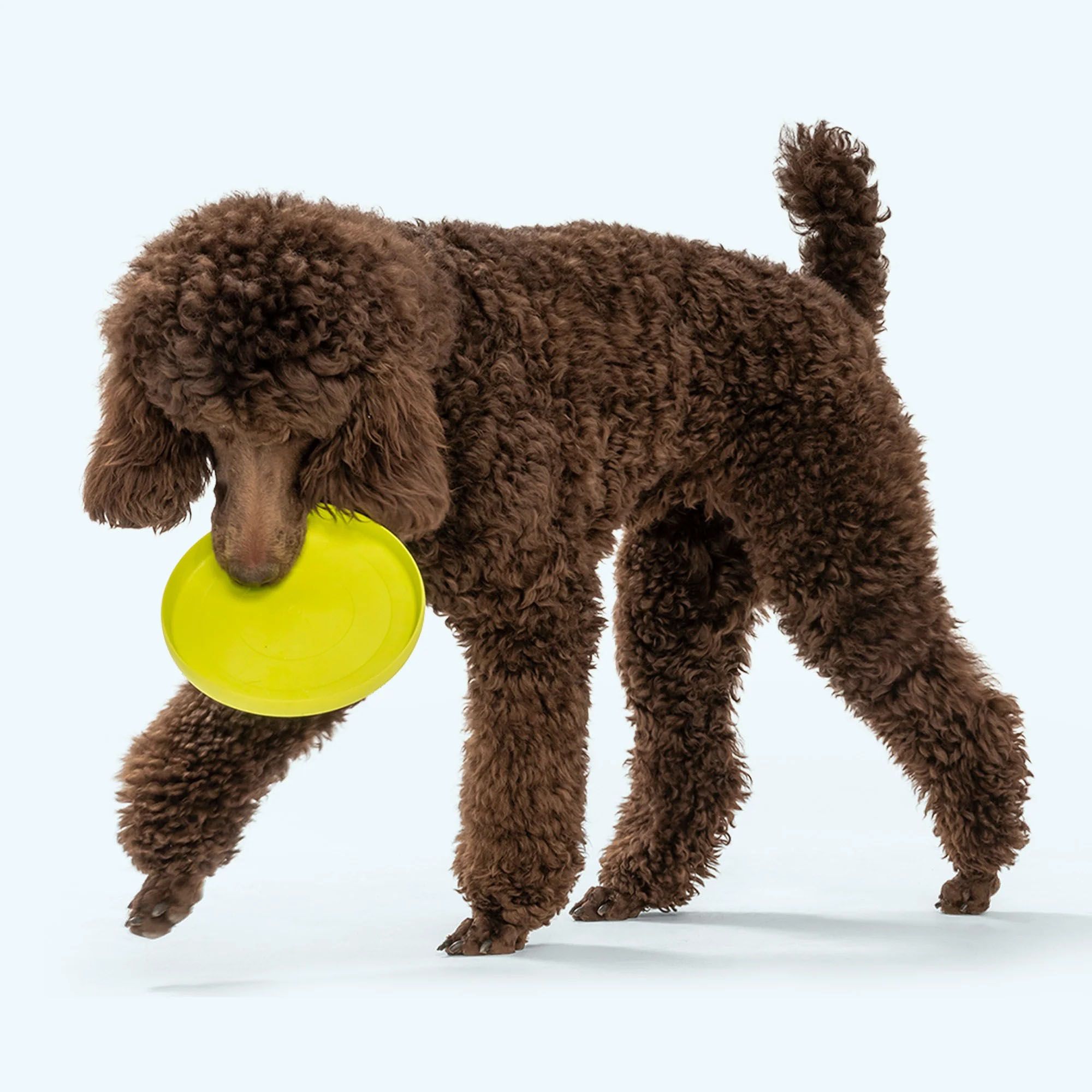 West Paw Zisc Dog Toy product image