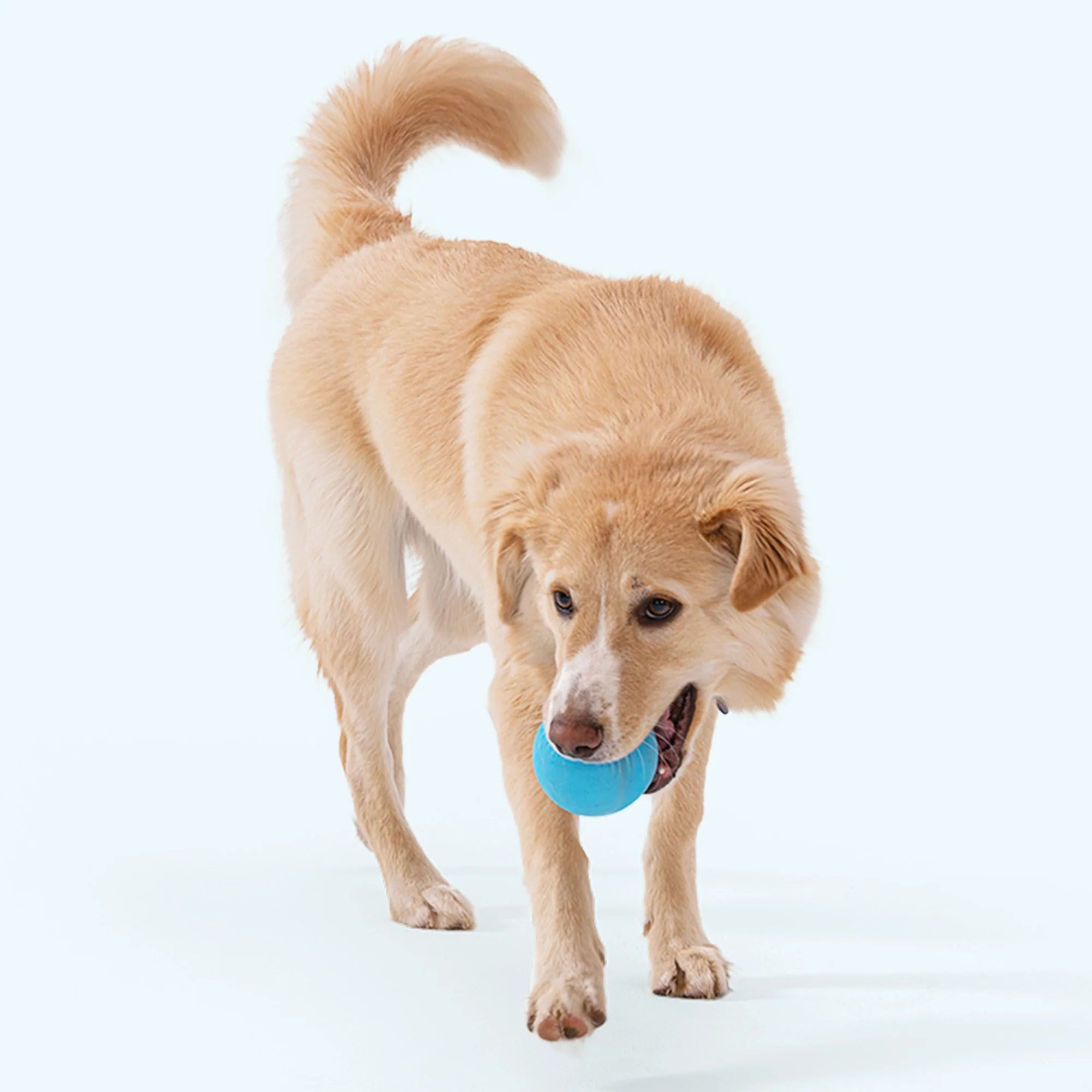 West Paw Jive Dog Toy product image