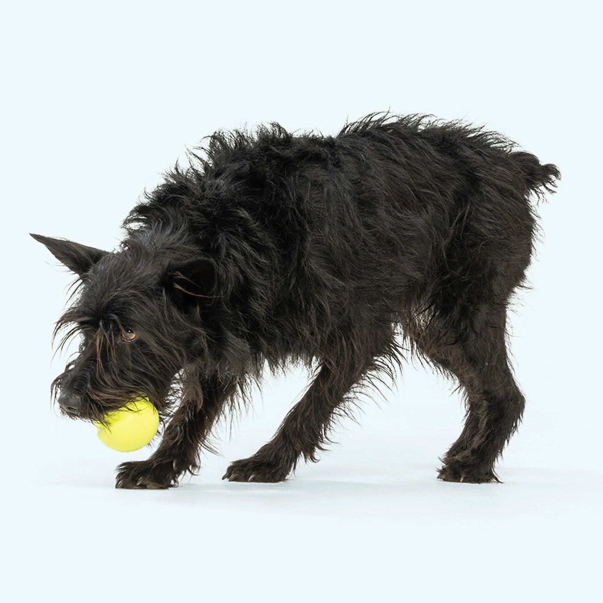 West Paw Jive Dog Toy product image