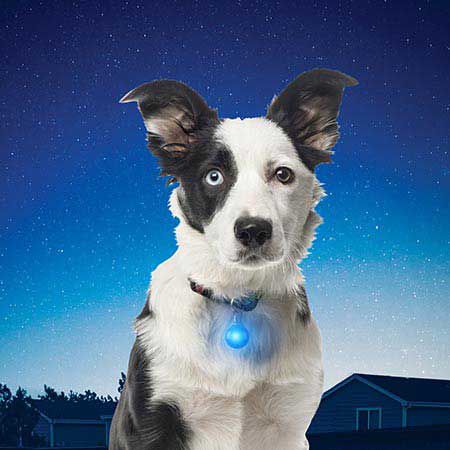 Nite Ize Spotlit Collar product image