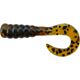 Pumpkinseed
