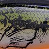 Yearling Bass Org Belly