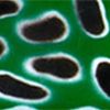 Leopard Frog