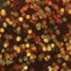 Rootbeer Gold Glitter