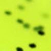 Chartreuse/Black Flake