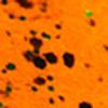 Pumpkin/Black/Green Flake