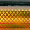 Golden Shiner