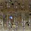 Rainbow Shad