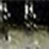 Black Shad
