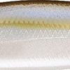 Pearl Threadfin Shad