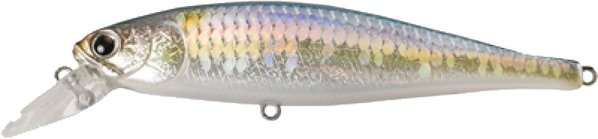 MS American Shad