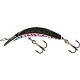 Rainbow Trout