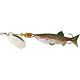 Rainbow Trout