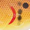 Honey Craw