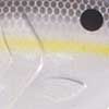 Nasty Shad