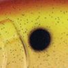 Rootbeer Chartreuse