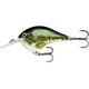 Baby Bass