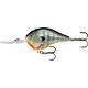 Bluegill