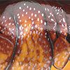 Dark Brown Crawdad