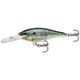 Bluegill