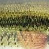 Large Mouth Bass