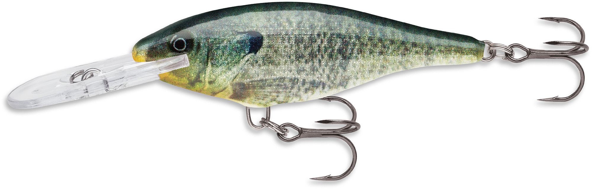 Live Bluegill