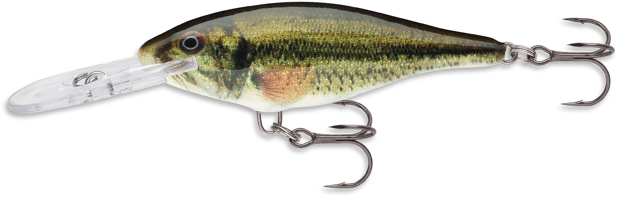 Live Largemouth Bass