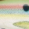 Live River Shad