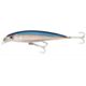 Spotted Minnow
