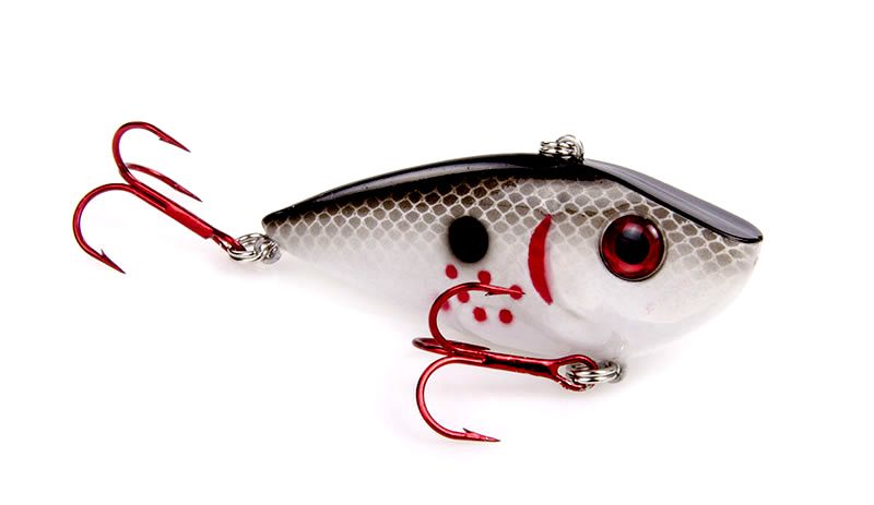 Gizzard Shad