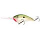 TN Shad