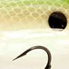 Tn Shad