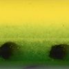 Frog Spot
