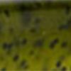 Watermelon Seed