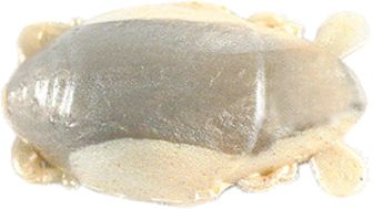 Natural Flea