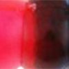 Blue Fleck Firetail