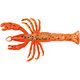 Orange Belly Shrimp