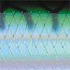 Green Mackerel