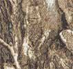 Realtree Edge