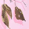 Realtree Ap Pink