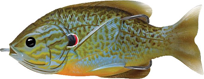 Natural/Blue Pumpkinseed