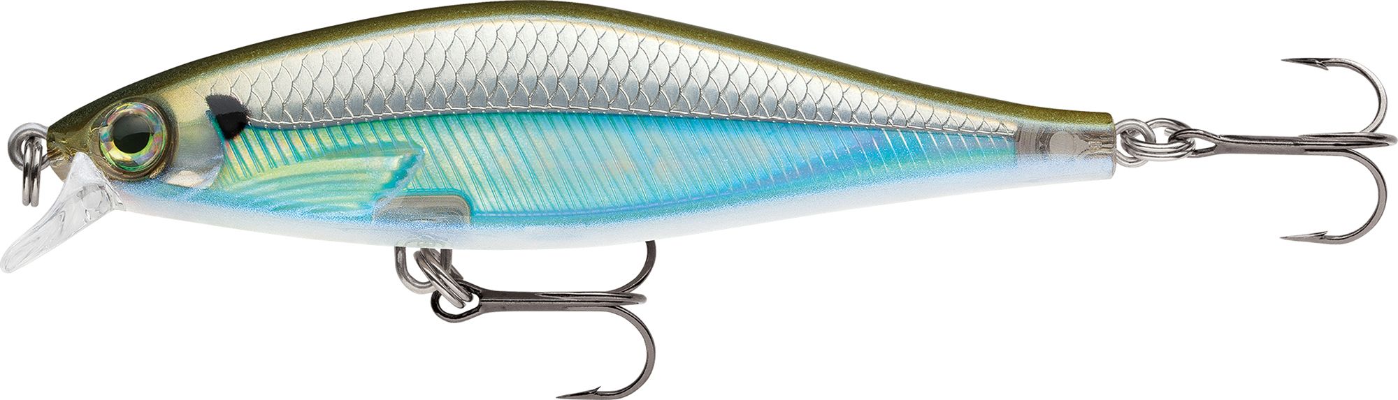 Moss Back Shiner