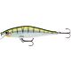 Yellow Perch