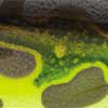 Lime Frog