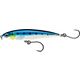 Blue Sardine