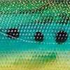 Sardine