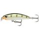 Yellow Perch