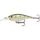 Yellow Perch